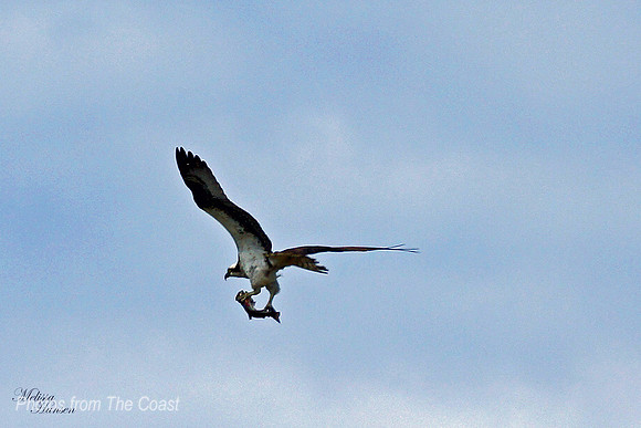 Osprey and A Fish