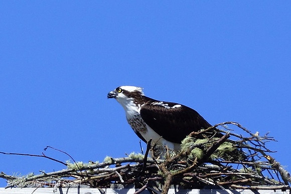 Osprey