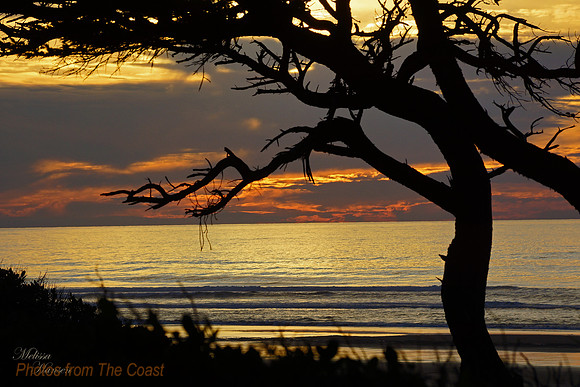 Trees and Sunset