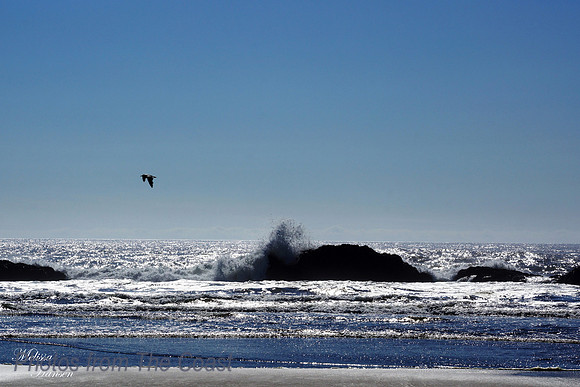 Shine of Saltwater