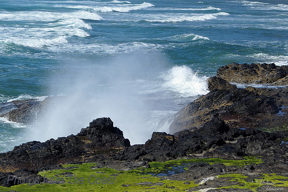 Salty Spray & Surf