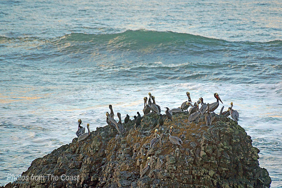 Pelican & Cormorant