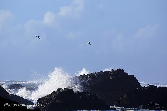 Gulls above The Splash