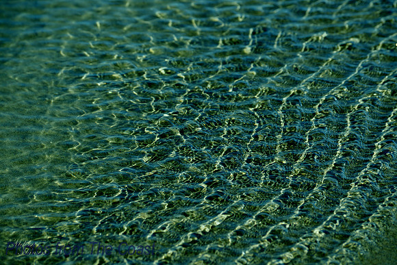 Light in The Shallows