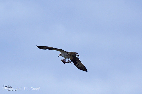 Osprey Brings Lunch