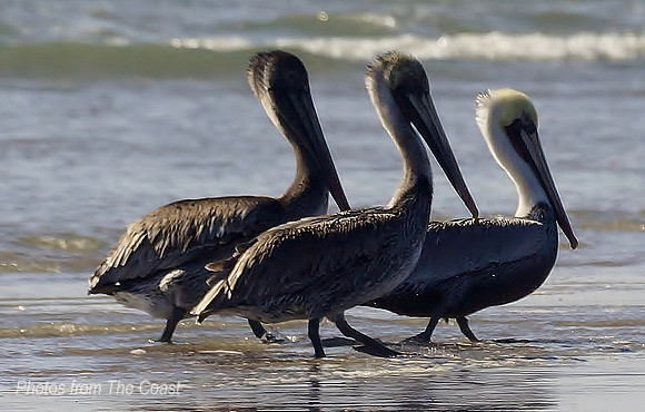 3 Pelican in a Row On the Beach