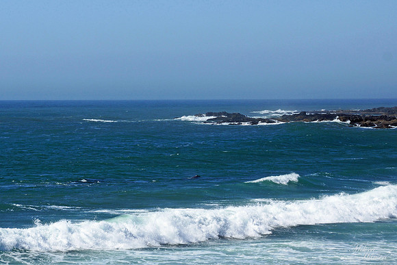 Whale at Yachats