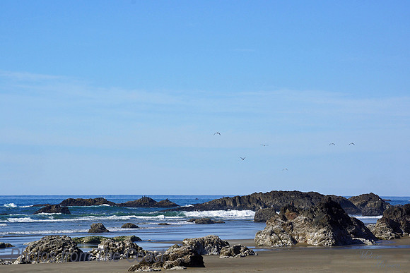 Barnacle Rocks