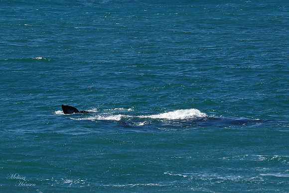 A Bit of Whale Tail