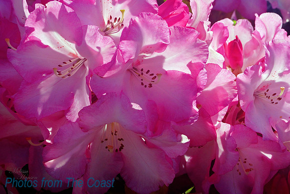 Blush Rhodie