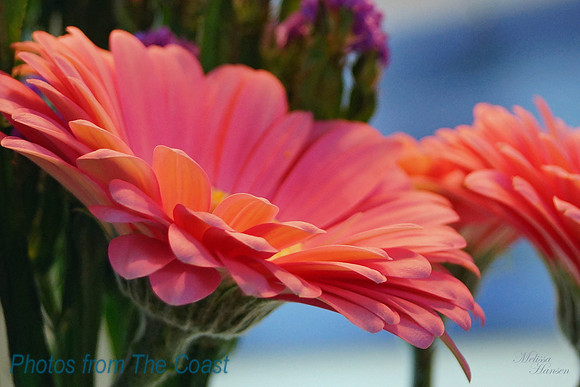 Peaches & Pinks