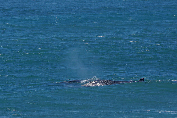 Whale Calf