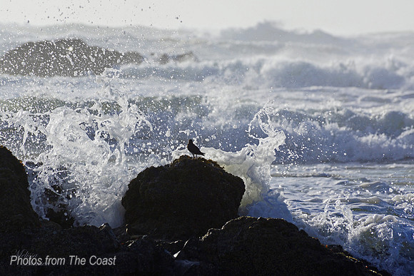 Little Shorebird