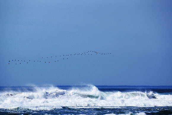 Migration over The Pacific