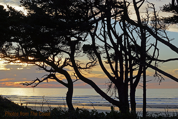 Trees Outlined by Sunset