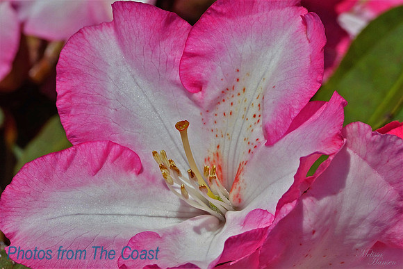 Rhodie Bloom