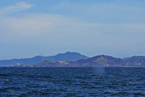 Whale at Newport