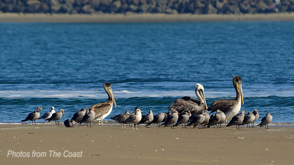 Pelicans and Gulls napping