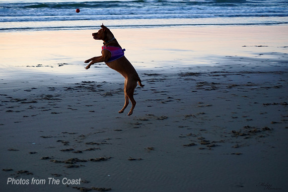 Circe Retrieves at Blue Hour