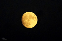 Beautiful Summer Moon