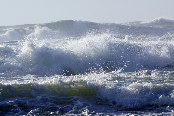 Raucus Waves