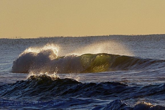 Sun Lite Green Curl