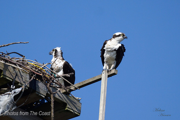 Osprey Couple