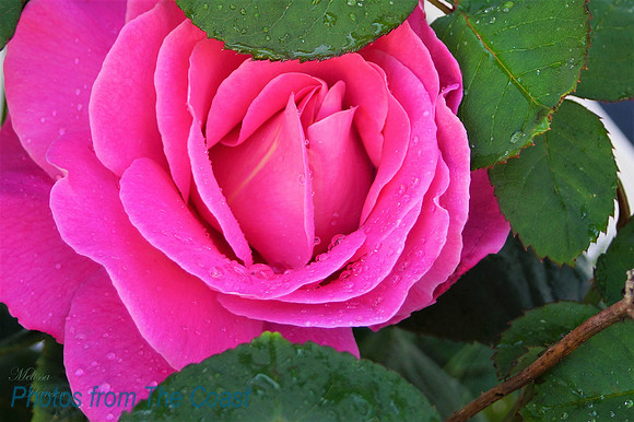 Raindrops on Pink Rose