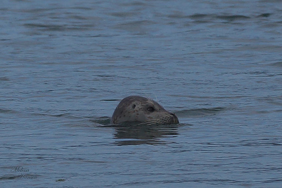 Young Seal