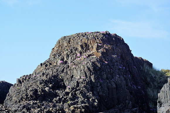 Basalt & Flowers