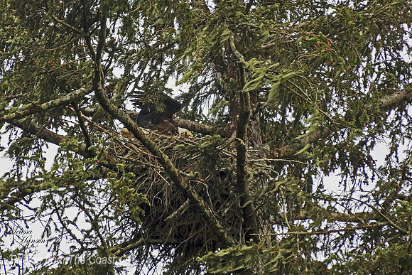 Eagle's Nest