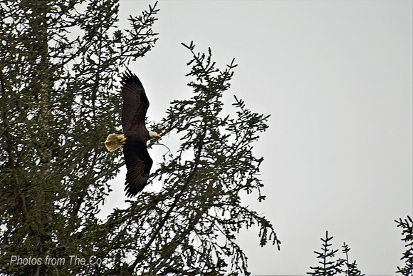 Eagle Soars High