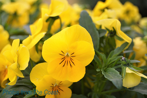 Little Yellow Flowers