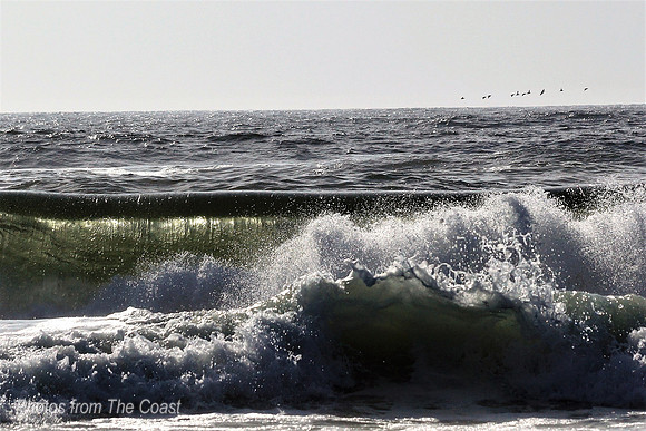 A Line of Fishing Pelican