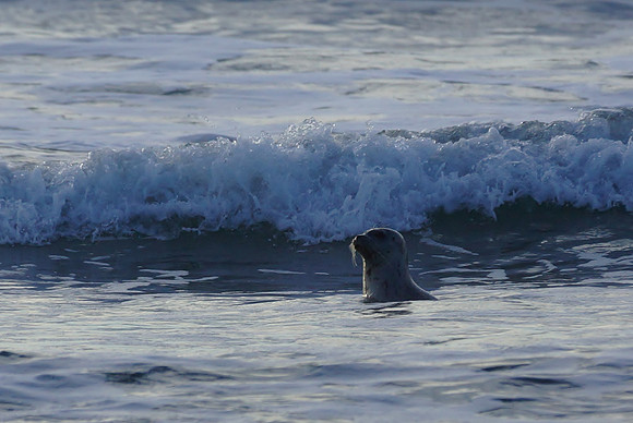 Beautiful Little Seal