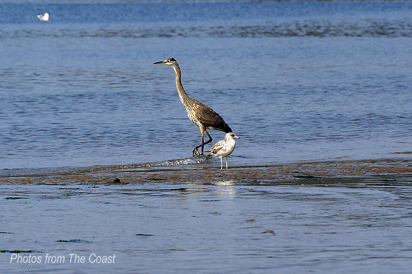 Heron & Young Gull