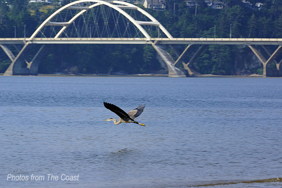 Beautiful Heron on The Bay
