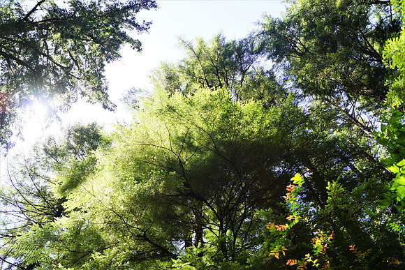 Beautiful Forest Canopy