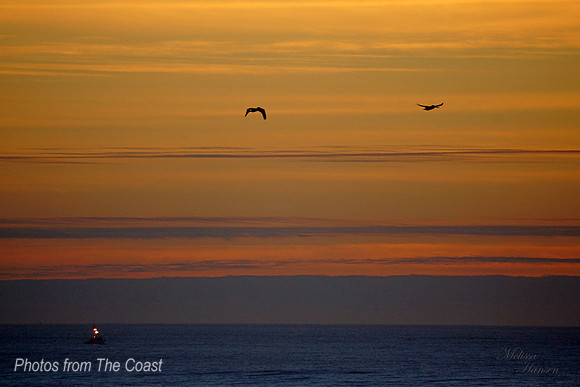 Two Fishing Birds