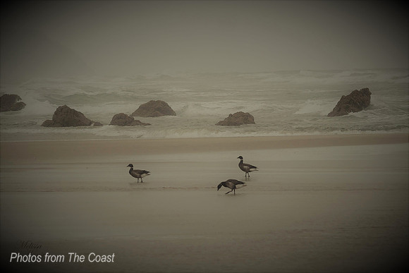 3 Canadian Geese