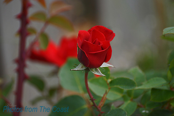 Coastal Rose
