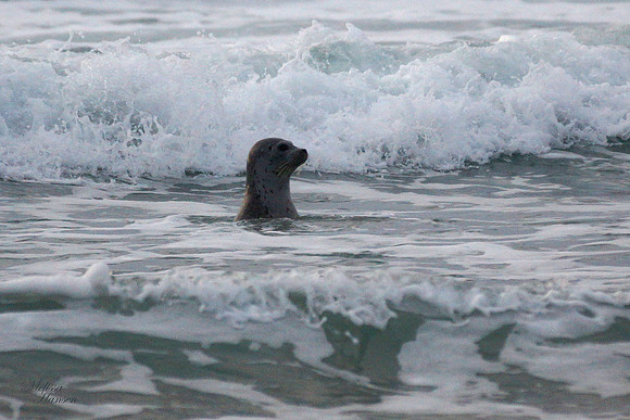 Young Seal