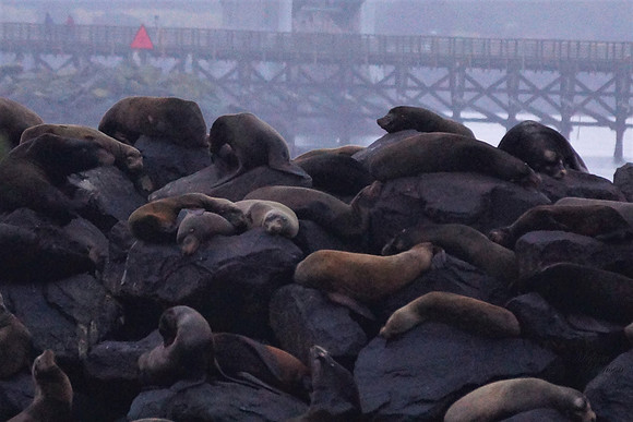 Sea Lions on The Rocks