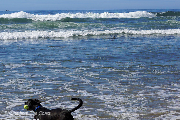 Seal