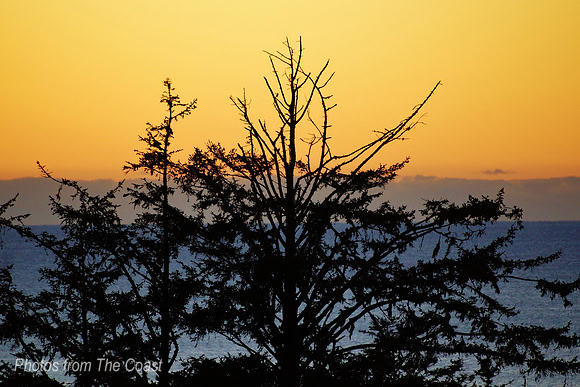 Tree Outlined with Evening Sky Behind