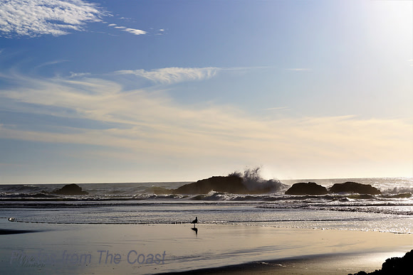 Gull Poses Alone