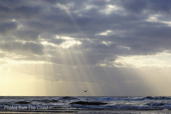 Shorebird Flies Alone