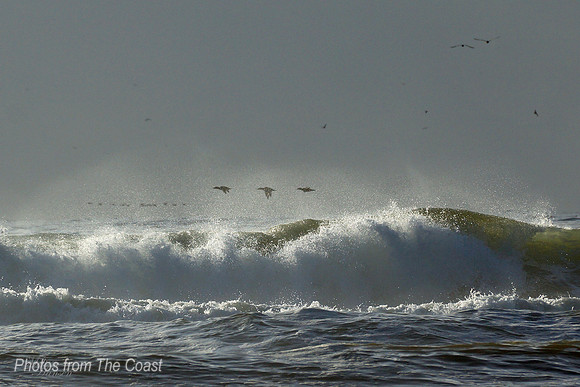 Geese Flying South
