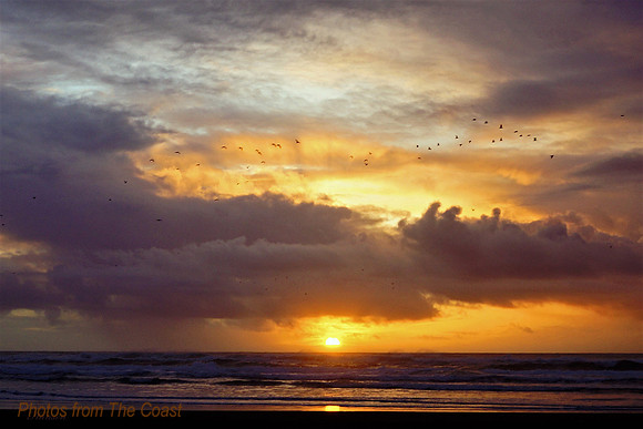 Shorebirds take Flight