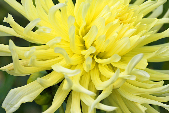 Winter Flower